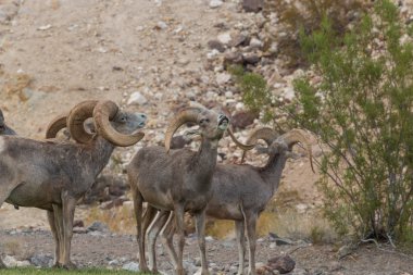 Azgın çöl Bighorn Rams