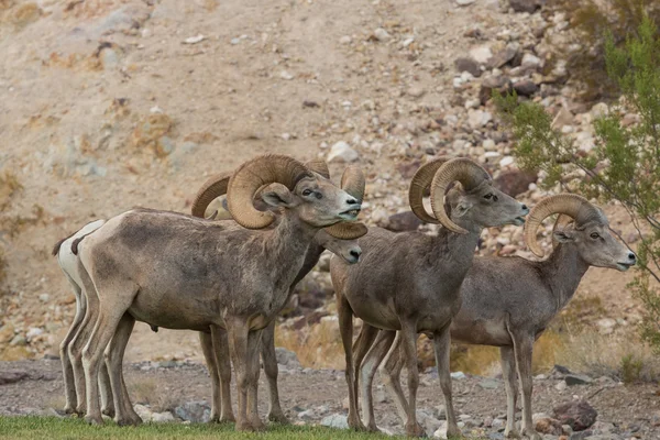 Orniérage désert Bighorn béliers — Photo