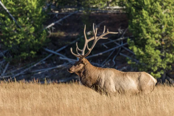 Bull Elk in Rut — Stock Photo, Image