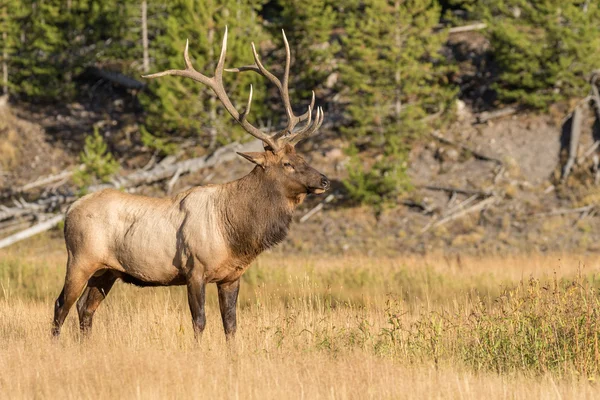 Bull Elk in Rut — Stock Photo, Image