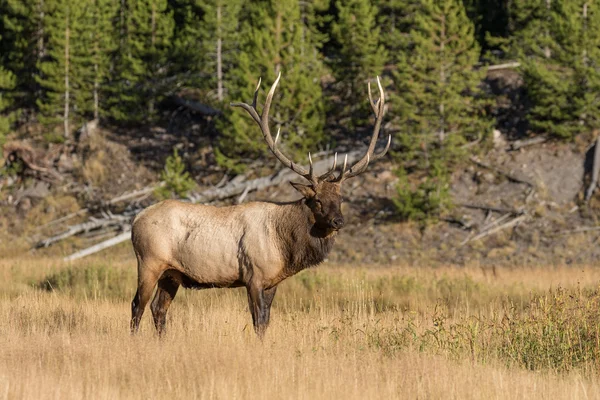 Bull Elk in Rut — Stock Photo, Image