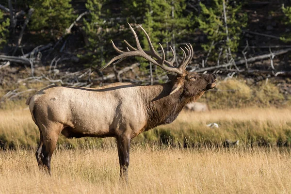 Bull Elk Bugling in de weide — Stockfoto