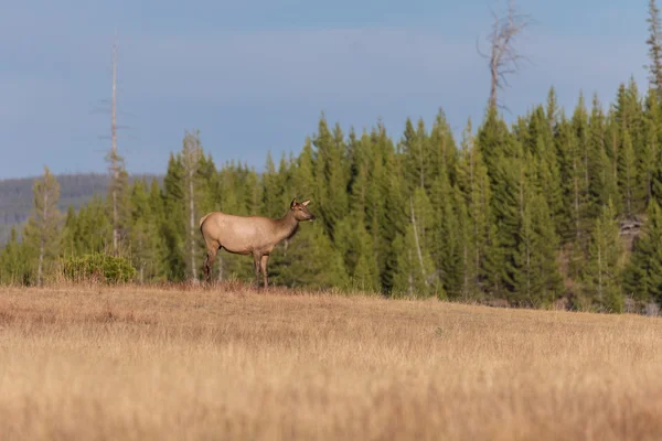 在草地上的牛麋鹿 — 图库照片