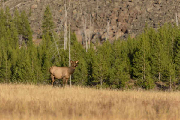 Wapiti de vache dans la prairie — Photo