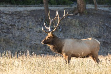 Rut 'ta Boğa Geyiği