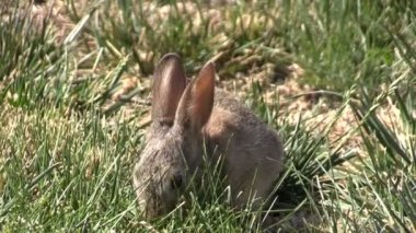 Bebeği tavşan tavşan yemek