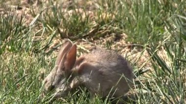 Bebek tavşan tavşan