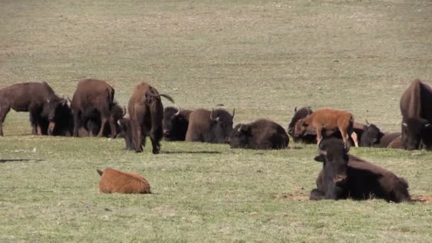 Manada de bisontes — Vídeo de stock