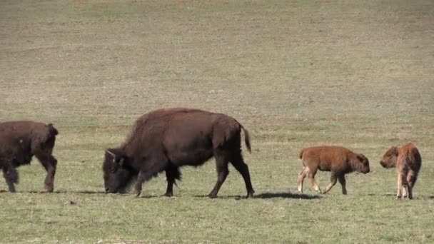 Manada de bisontes — Vídeos de Stock