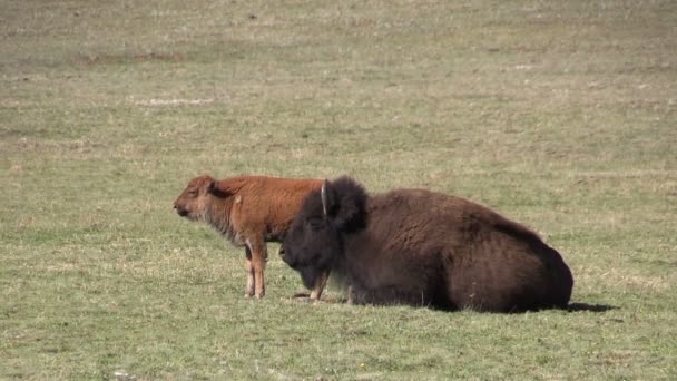 Bison tehén és borjú — Stock videók