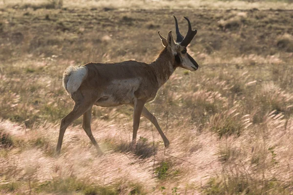 Pronghorn Antilopenbuck — Stockfoto