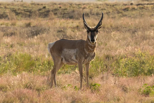 Pronome antílope buck — Fotografia de Stock