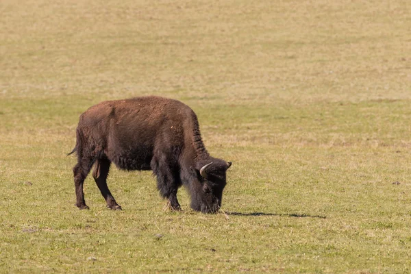 Bison dans le nord de l'Arizona — Photo