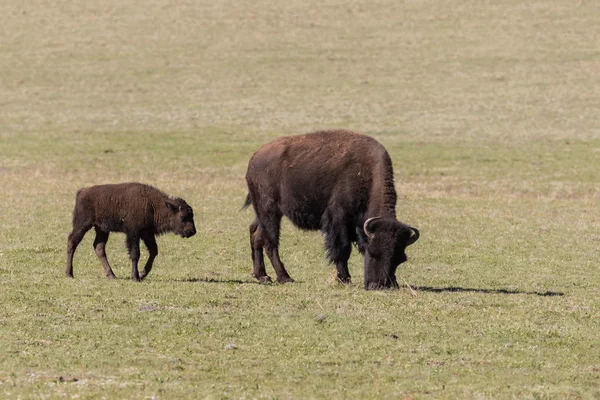 Wisentkuh und Kalb — Stockfoto