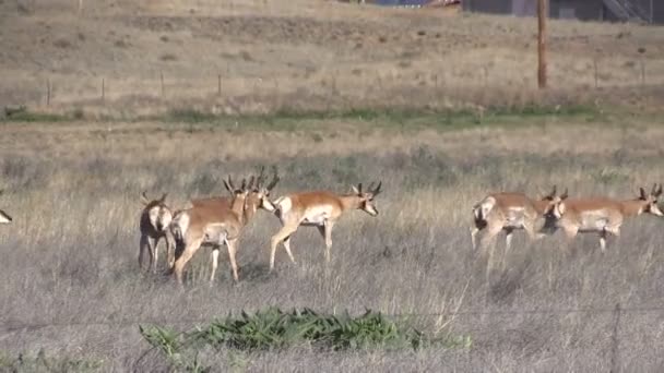 Pronghorn antilope bucks — Video Stock