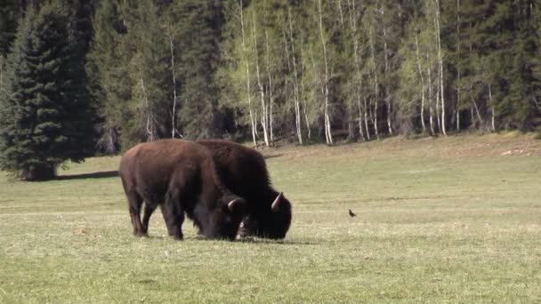 Pareja de Bison Grazing — Vídeos de Stock