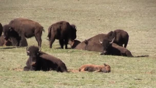 Bison herd in Arizona — Stock Video