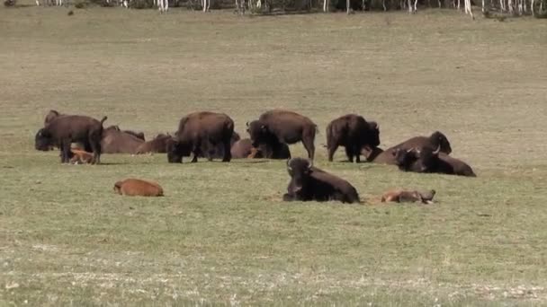 Troupeau de bisons en Arizona 