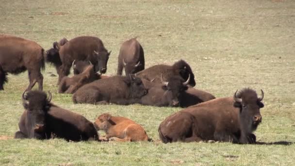Stádo bizonů v Arizoně — Stock video