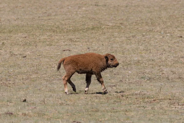 Мила молода bison calf — стокове фото