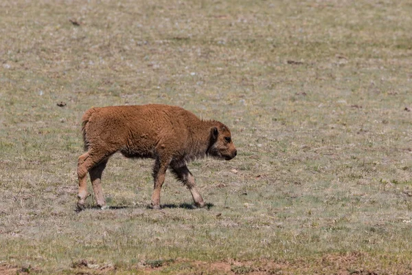 Jeune veau de bison mignon — Photo