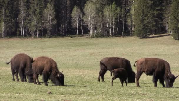 Troupeau de bisons en Arizona 