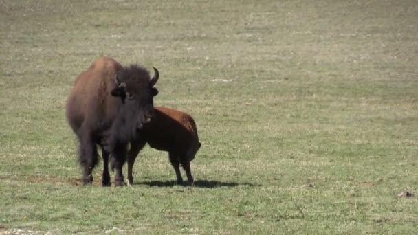 Vaca de bisonte y ternero — Vídeos de Stock