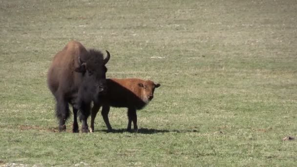 Vaca de bisonte y ternero — Vídeos de Stock