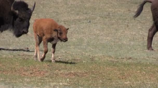 Bison koe en kalf — Stockvideo