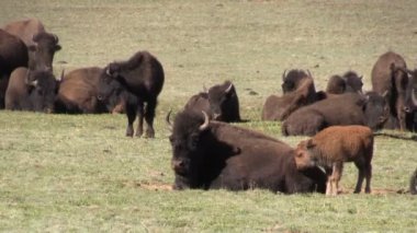Bison çayırda sürüsü