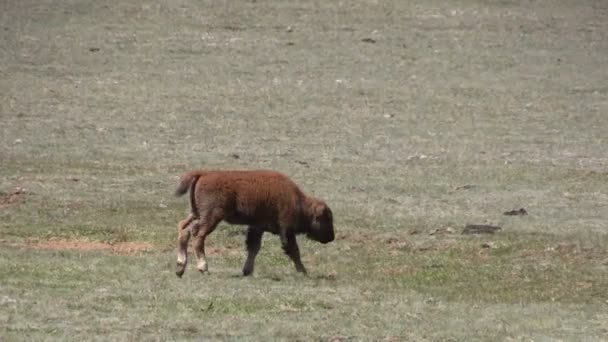 Lindo becerro de bisonte — Vídeos de Stock