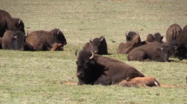 Bison çayırda sürüsü