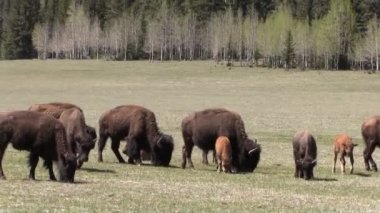 Bison çayırda sürüsü