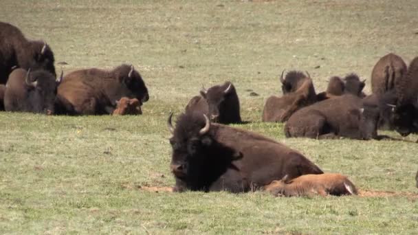 Manada de bisontes en el prado — Vídeos de Stock