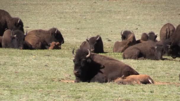 Mandria di bisonti nel prato — Video Stock