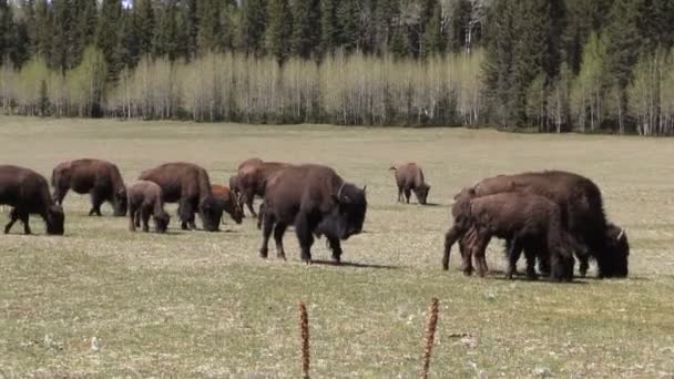 Troupeau de bisons dans la prairie 