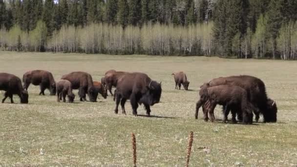 Besättningen av Bison på äng — Stockvideo