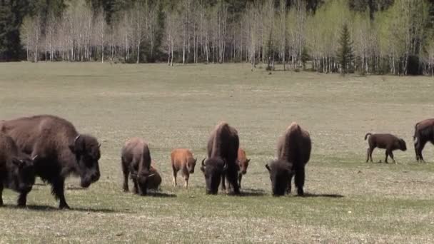 Troupeau de bisons dans la prairie 