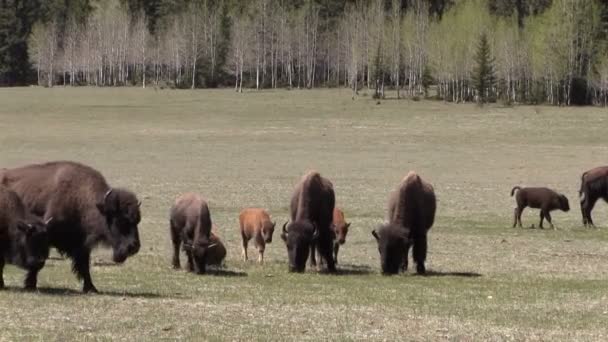 Besättningen av Bison på äng — Stockvideo