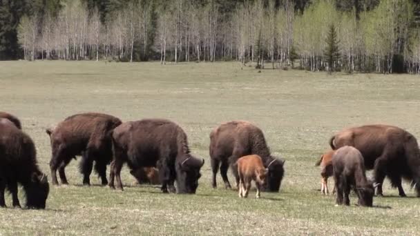 Troupeau de bisons dans la prairie — Video