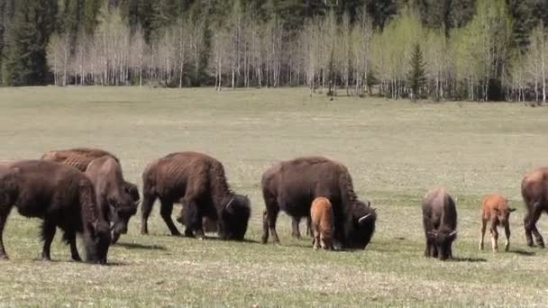 Mandria di bisonti nel prato — Video Stock