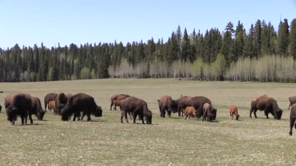 Manada de Bison em Meadow — Vídeo de Stock