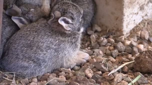 Conejos de cola de algodón bebé — Vídeo de stock
