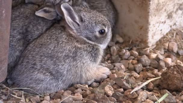 Baby-Baumwollschwanzkaninchen — Stockvideo