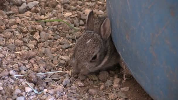 Baby Cottontail Conigli — Video Stock