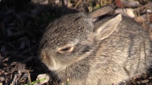 かわいい赤ちゃんワタオウサギ ウサギ — ストック動画