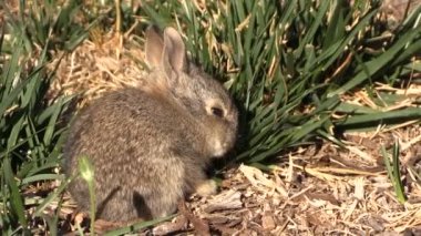 Şirin bebeği tavşan tavşan