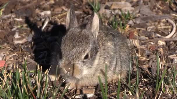 Lindo bebé Cottontail conejo — Vídeo de stock