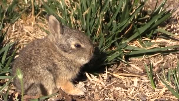 Schattige Baby Cottontail konijn — Stockvideo