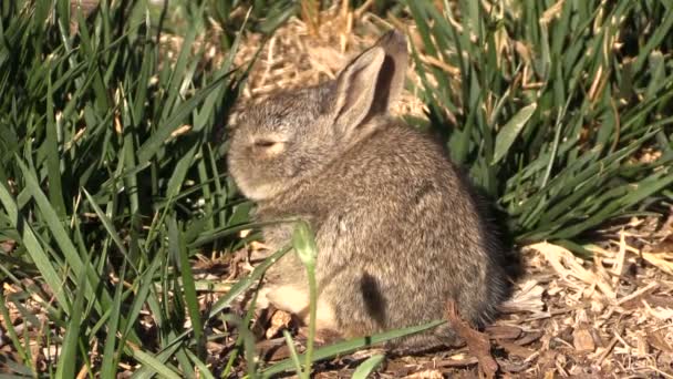 Lindo bebé Cottontail conejo — Vídeos de Stock